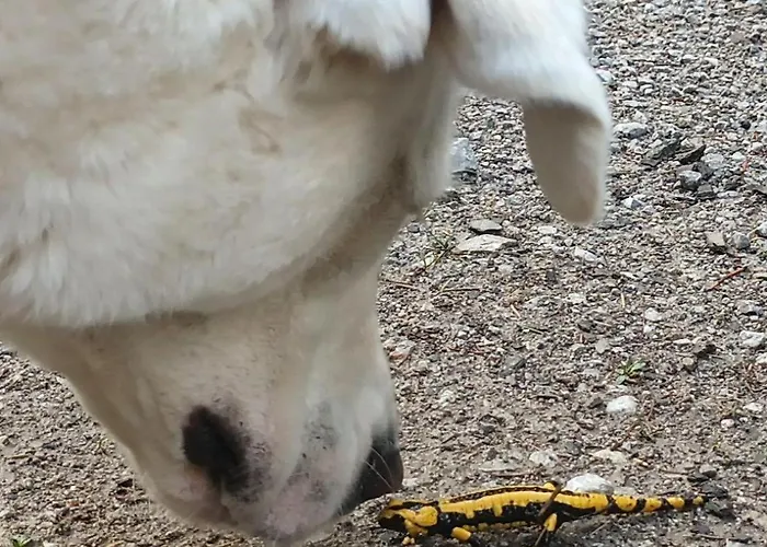 Appartement Ferienwohnung-brenda Wolfshagen (Lower-Saxony)